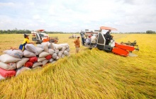 Xuất khẩu gạo giữ nhịp tăng trưởng, hướng tới giá trị 'xanh'