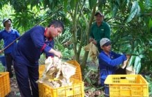 Du lịch nông nghiệp mở thêm động lực gia tăng giá trị cho ngành hàng xoài