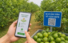 Đơn giản hóa thủ tục cấp mã số vùng trồng, cơ sở đóng gói
