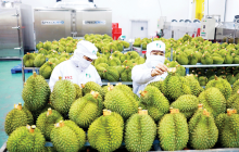 Hoàn thiện 'hạ tầng kỹ thuật' để xuất khẩu rau quả sang Trung Quốc bứt phá