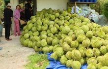 Sầu riêng Việt Nam hướng tới mốc xuất khẩu 4 tỷ USD