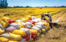 Gỡ khó xuất khẩu gạo sang thị trường Philippines