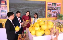 Bưởi Phúc Trạch – Miền di sản trăm năm của vùng đất huyền thoại