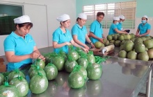 Úc tạm dừng nhập khẩu trái bưởi tươi, Bộ Nông nghiệp chỉ đạo khắc phục