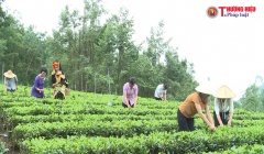 Liên Hiệp HTX Nông nghiệp Hữu cơ và Dược liệu Việt Nam: Giá trị nâng cao khi ứng dụng “Giải pháp hữu cơ vi sinh Ogravina” xây dựng “Chuỗi liên kết sản xuất chè hữu cơ sinh học”