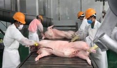 Giá lợn hơi hôm nay (14/8) biến động nhẹ ở 2 miền