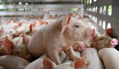 Giá lợn hơi hôm nay tiếp tục tăng 1.000 - 2.000 đồng/kg