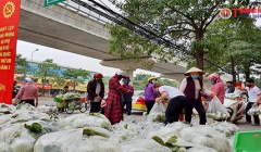 Chung tay giải cứu nông sản cho nông dân Hải Dương
