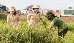 Công an Quảng Bình xuống đồng gặt lúa giúp dân tránh dịch Covid - 19