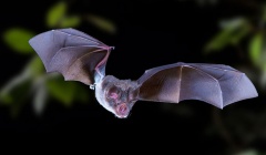 Phát hiện ba chủng virus trong dơi ở Lào có đặc tính giống SARS-CoV-2