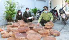 Hà Giang: Bắt và thu giữ 58 khúc gỗ nghiến dạng thớt