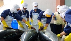 Cơ hội nào cho xuất khẩu cá ngừ Việt Nam trong những tháng cuối năm 2023
