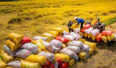 Việt Nam có 9 giống gạo thơm được hưởng ưu đãi thuế khi xuất khẩu sang EU