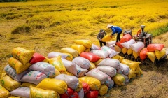 Gạo Việt giữ vững vị thế tại các thị trường trọng điểm