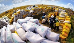 Gạo Việt còn nhiều dư địa xuất khẩu sang thị trường EU