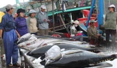 Xuất khẩu cá ngừ khởi sắc trong những tháng đầu năm 2024