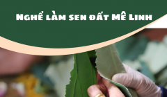 Nghệ thuật ướp trà sen – Nét đẹp tinh hoa của người Hà Nội 