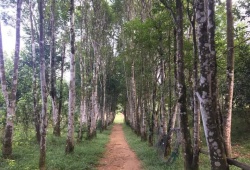 Ngan ngát trầm hương Phúc Trạch