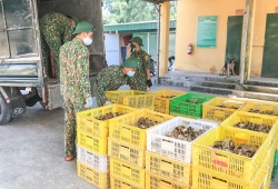 Quảng Ninh: Bắt 2 vụ vận chuyển hơn 29.000 gà giống và trứng vịt nhập lậu