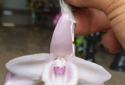 Nhiều nhà vườn lan chung tay quyên góp ủng hộ công tác phòng chống dịch Covid-19