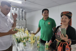 Người tiên phong trồng chanh tứ mùa giữa lòng thành phố Tuyên Quang