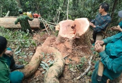 Thanh Hóa: 5 đối tượng đột nhập rừng phòng hộ khai thác gỗ trái phép