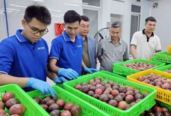 Ngành hàng chanh leo Việt Nam hướng đến phát triển bền vững theo chuỗi liên kết