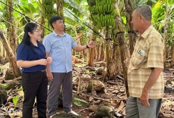 Hợp tác xã Thanh Bình (Đồng Nai): Cây chuối mở lối thoát nghèo bền vững cho người dân địa phương