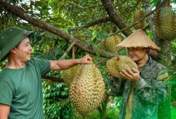 Thí điểm truy xuất nguồn gốc sầu riêng - mặt hàng xuất khẩu chủ lực của nông nghiệp Việt Nam