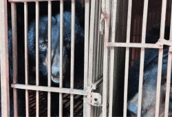 Hà Nội là điểm nóng lớn nhất về nuôi nhốt gấu tại Việt Nam  