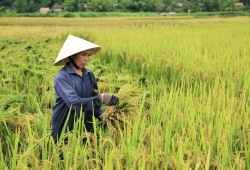 Các trường hợp miễn thuế sử dụng đất nông nghiệp từ ngày 1/1/2026 đến hết năm 2030