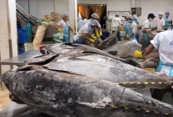 Xuất khẩu cá ngừ sang Tây Ban Nha dự kiến tăng nhẹ trong năm 2026