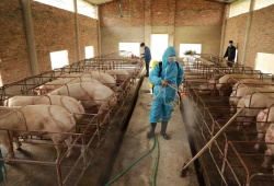 Bổ sung một số điều của các Nghị định trong lĩnh vực chăn nuôi và thú y