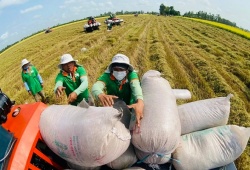 Gạo phát thải thấp: 'Chìa khóa' nâng tầm thương hiệu và giá trị xuất khẩu gạo Việt