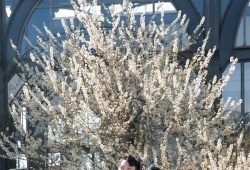 Lạc bước giữa 'thiên đường hoa mận' cứ ngỡ cao nguyên Mộc Châu trên đỉnh Fansipan