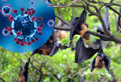 Bộ Y tế yêu cầu sẵn sàng ứng phó sự cố lây truyền bệnh của virus Nipah qua thực phẩm