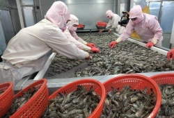 Tôm Việt trước sức ép mới khi Ấn Độ đẩy mạnh xuất khẩu sang EU