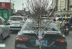 Tài xế xe biển xanh 80A chở cành đào che biển số bị phạt 23 triệu đồng