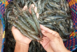 Xuất khẩu tôm Việt đón 'tin vui' từ Mỹ và Trung Quốc