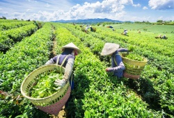 Ngành chè Việt Nam phục hồi ấn tượng, kiến tạo giá trị cao trong chuỗi toàn cầu