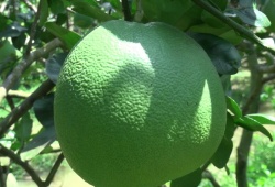 Australia công bố điều kiện nhập khẩu cho bưởi tươi của Việt Nam