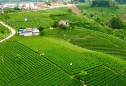 Từ chén trà đến mục tiêu tỷ đô: Hành trình nâng tầm chè Thái Nguyên