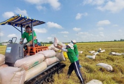 Giá gạo thế giới tăng mạnh, cơ hội để gạo Việt bứt phá