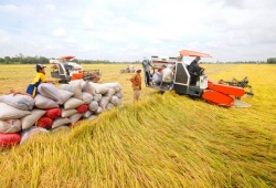 Xuất khẩu gạo giữ nhịp tăng trưởng, hướng tới giá trị 'xanh'