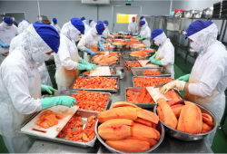 Rau quả Việt khởi sắc tại thị trường EU, hàng chế biến sâu lập kỷ lục mới