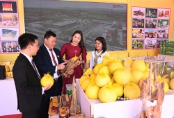 Bưởi Phúc Trạch – Miền di sản trăm năm của vùng đất huyền thoại