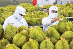 Xuất khẩu rau quả Việt Nam tăng trưởng mạnh, hướng đến mốc 10 tỷ USD