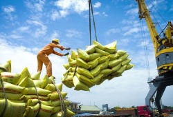 Điều kiện kinh doanh xuất khẩu gạo