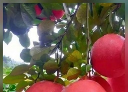 Thanh Hoá hỗ trợ phát triển thương hiệu sản phẩm thực phẩm chủ lực giai đoạn 2026-2030