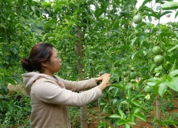 Chiềng Lương (Mai Sơn, Sơn La): Hiệu quả từ công tác tuyên truyền, vận động và tăng cường quản lý khoáng sản